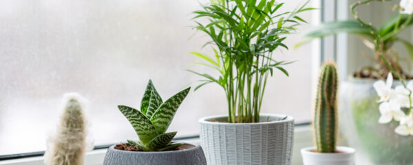plantes d'intérieur